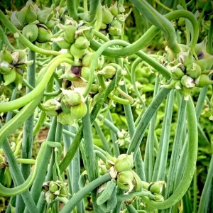 50 Egyptian Walking Onion Seeds - Perennial Multiplier Tree Onion Allium - Image 3