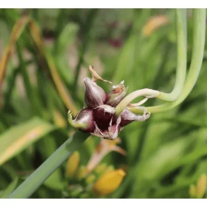 50 Egyptian Walking Onion Seeds - Perennial Multiplier Allium - Image 3