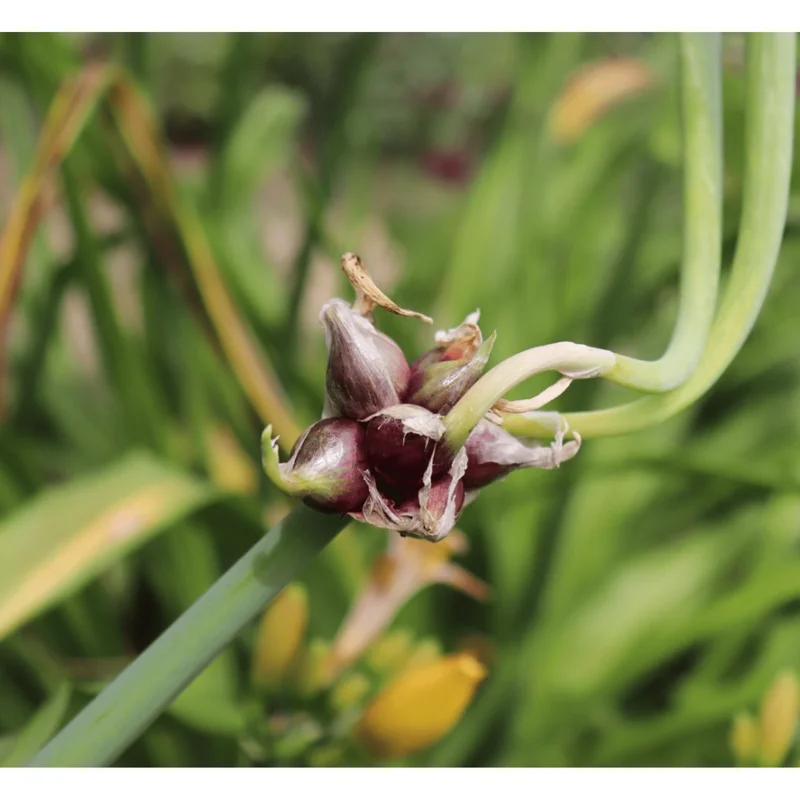 50 Egyptian Walking Onion Seeds - Perennial Multiplier Allium - Image 3