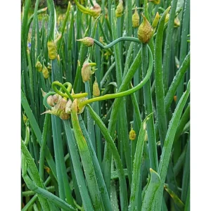 50 Egyptian Walking Onion Seeds - Perennial Multiplier Allium - Image 5