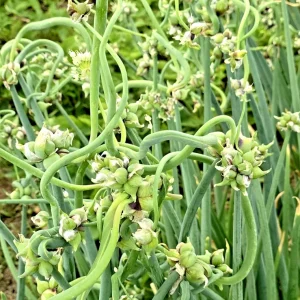 50 Egyptian Walking Onion Seeds - Perennial Multiplier Tree Onion Allium - Image 1
