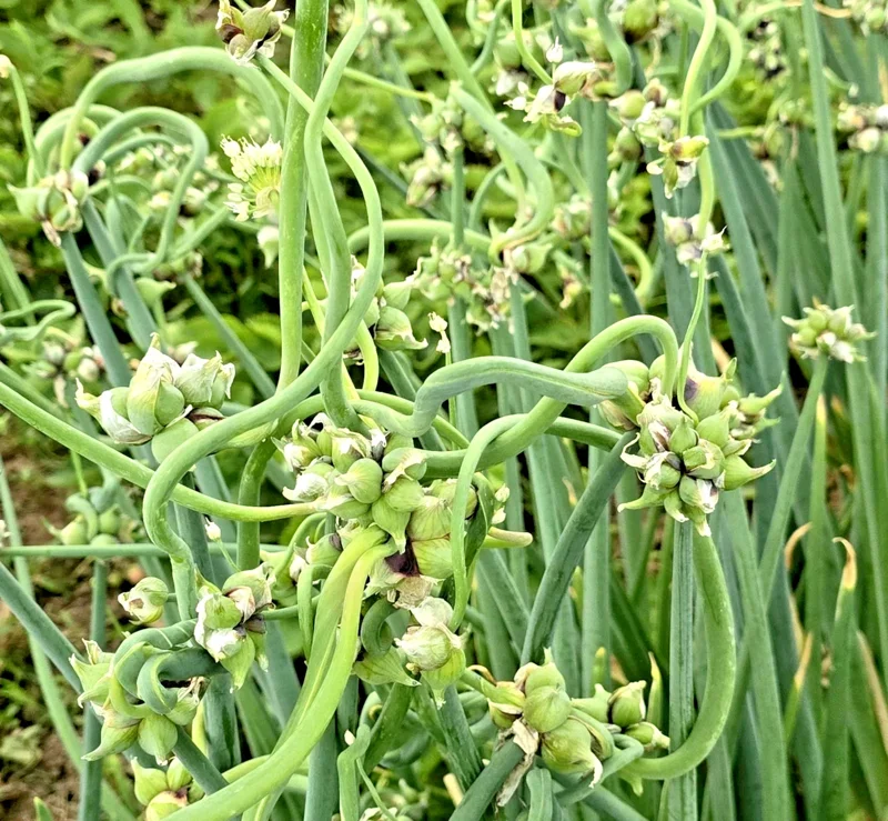 50 Egyptian Walking Onion Seeds - Perennial Multiplier Tree Onion Allium - Image 1