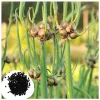 50 Egyptian Walking Onion Seeds - Perennial Multiplier Allium - Image 1