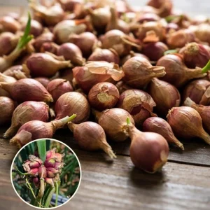 50 Egyptian Walking Onion Seeds - Perennial Outdoor Planting, Hardy & Low-Maintenance - Image 2