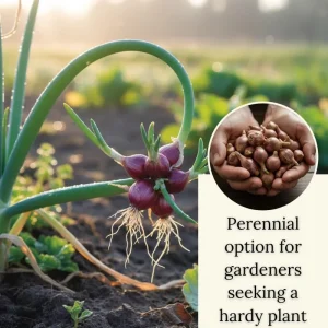 50 Egyptian Walking Onion Seeds - Perennial Outdoor Planting, Hardy & Low-Maintenance - Image 6