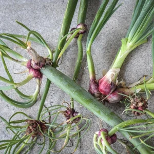 50 Egyptian Walking Onion Seeds - Perennial Outdoor Planting, Hardy & Low-Maintenance - Image 7