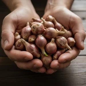 50 Egyptian Walking Onion Seeds - Perennial Outdoor Planting, Hardy & Low-Maintenance - Image 8