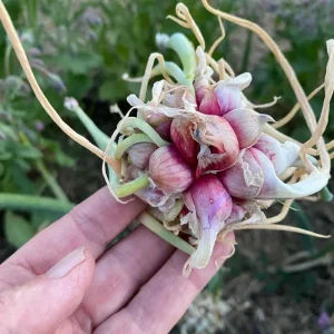 50 Egyptian Walking Onion Seeds - Perennial Outdoor Planting, Hardy & Low-Maintenance - Image 9