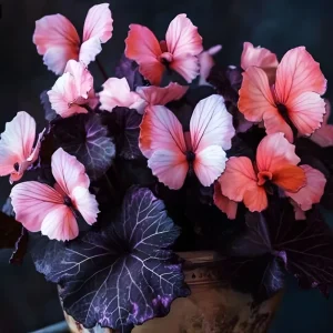 50 Heirloom Pink Butterfly Coleus Seeds – Rare Ornamental Foliage Plant - Image 5