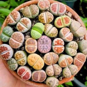 50 Lithops Seed Mix - Living Stone Succulent Seeds for Planting - Indoor/Outdoor - Image 1