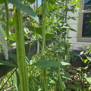 50 Pcs Dark Green Yard Long Bean Seeds - Heirloom Chinese Asparagus Bean Vegetable Seeds Outdoor - Image 2