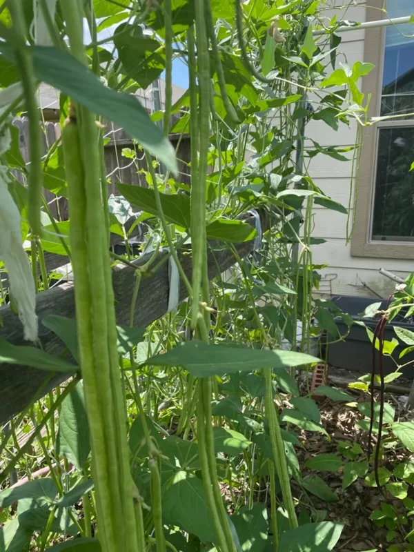 50 Pcs Dark Green Yard Long Bean Seeds - Heirloom Chinese Asparagus Bean Vegetable Seeds Outdoor - Image 2