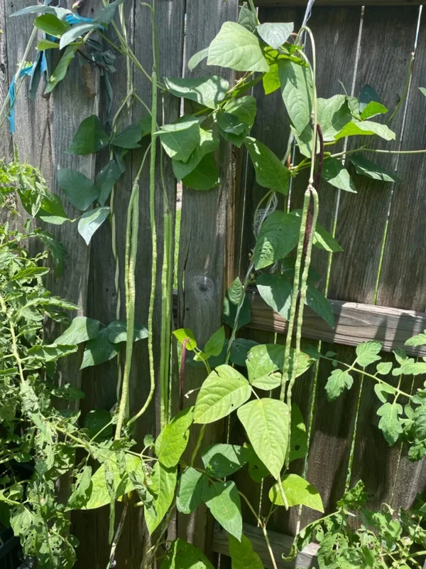 50 Pcs Dark Green Yard Long Bean Seeds - Heirloom Chinese Asparagus Bean Vegetable Seeds Outdoor - Image 3