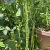 50 Pcs Dark Green Yard Long Bean Seeds - Heirloom Chinese Asparagus Bean Vegetable Seeds Outdoor - Image 1