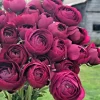 50 Purple Ranunculus Seeds - Double Bloom Buttercups | Perennial Spring Flowers - Image 1