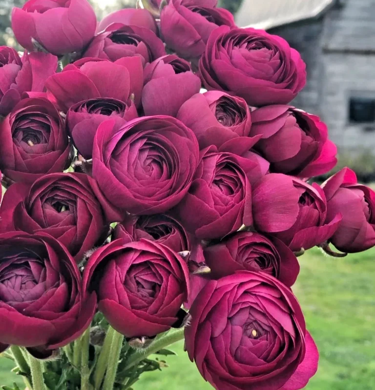 50 Purple Ranunculus Seeds - Double Bloom Buttercups | Perennial Spring Flowers - Image 1