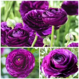50 Purple Ranunculus Seeds - Double Bloom Buttercups | Perennial Spring Flowers - Image 2