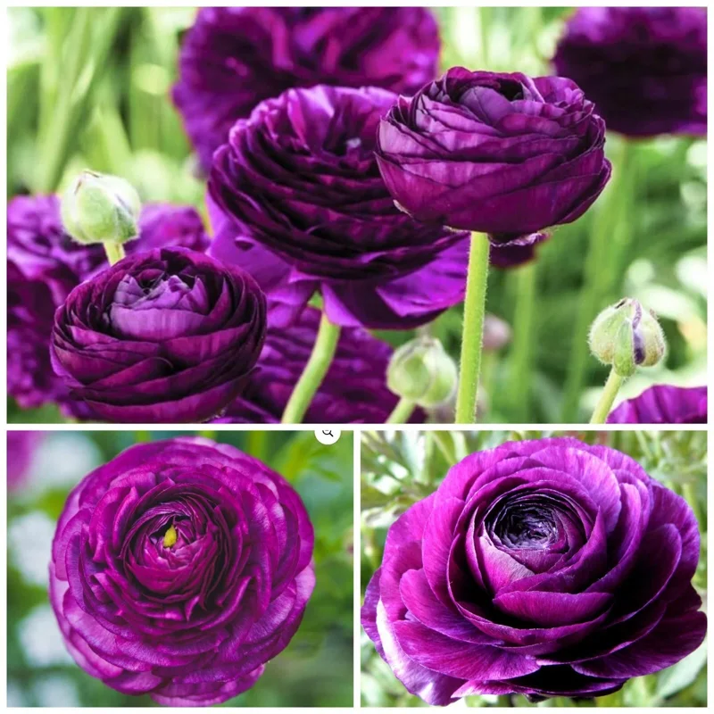 50 Purple Ranunculus Seeds - Double Bloom Buttercups | Perennial Spring Flowers - Image 2