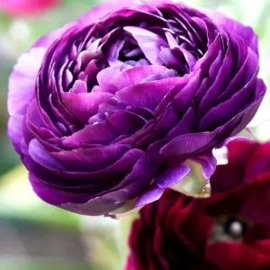 50 Purple Ranunculus Seeds - Double Bloom Buttercups | Perennial Spring Flowers - Image 3