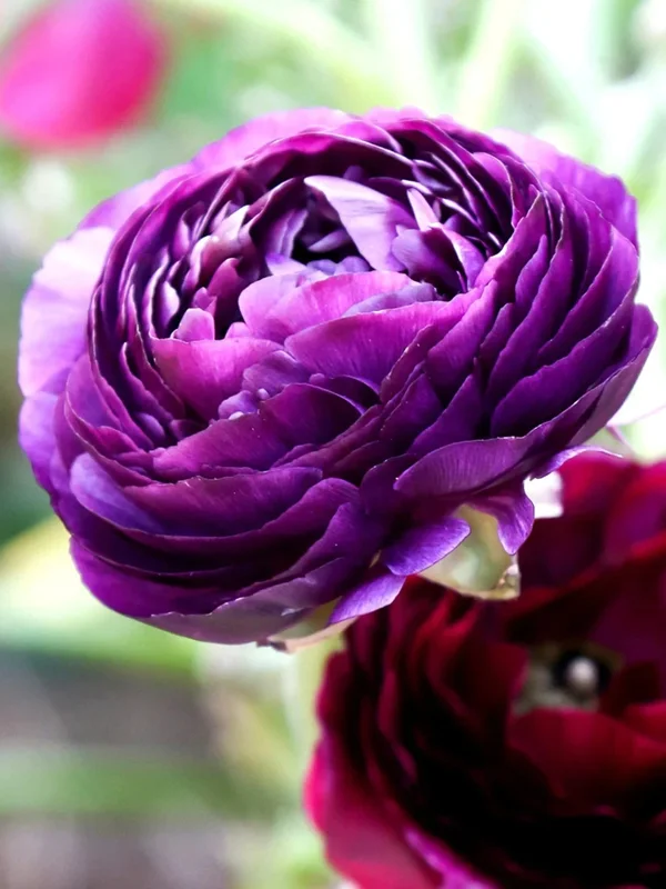 50 Purple Ranunculus Seeds - Double Bloom Buttercups | Perennial Spring Flowers - Image 3