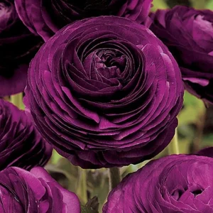 50 Purple Ranunculus Seeds - Double Bloom Buttercups | Perennial Spring Flowers - Image 4