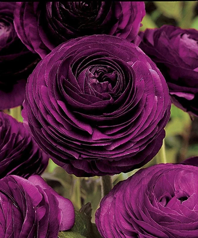 50 Purple Ranunculus Seeds - Double Bloom Buttercups | Perennial Spring Flowers - Image 4
