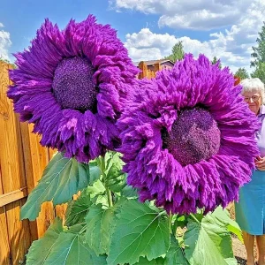 50 Purple Teddy Bear Sunflower Seeds - Rare Enchanting Annual Blooms - Image 2