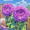 50 Purple Teddy Bear Sunflower Seeds - Rare Enchanting Annual Blooms - Image 1