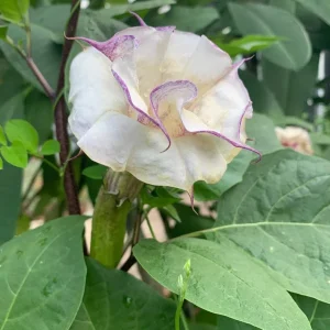 50+ Purple & White Angel Datura Trumpet Seeds - Rare Bi-Color Blooms, Outdoor, Annual - Image 2