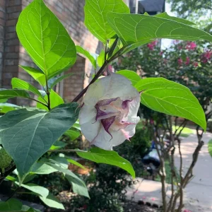 50+ Purple & White Angel Datura Trumpet Seeds - Rare Bi-Color Blooms, Outdoor, Annual - Image 3