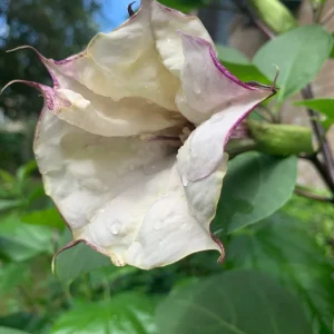 50+ Purple & White Angel Datura Trumpet Seeds - Rare Bi-Color Blooms, Outdoor, Annual - Image 1
