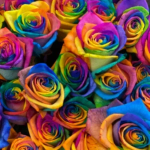 50 Rainbow Rose Flower Seeds - Multi-Color Perennial Plant for Home Garden - Image 2