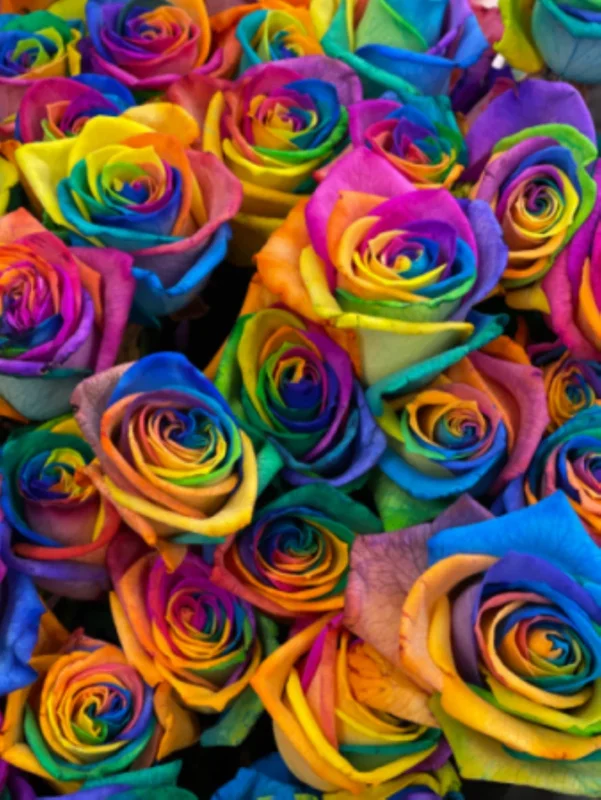 50 Rainbow Rose Flower Seeds - Multi-Color Perennial Plant for Home Garden - Image 2