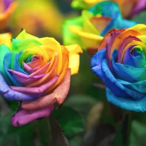 50 Rainbow Rose Flower Seeds - Multi-Color Perennial Plant for Home Garden - Image 3