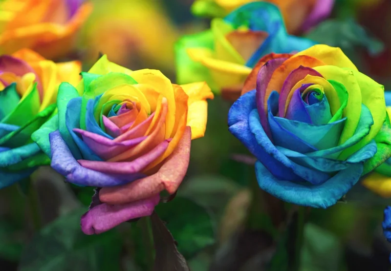 50 Rainbow Rose Flower Seeds - Multi-Color Perennial Plant for Home Garden - Image 3