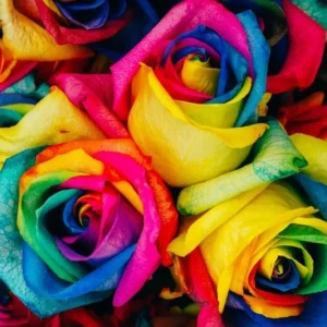 50 Rainbow Rose Flower Seeds - Multi-Color Perennial Plant for Home Garden - Image 4