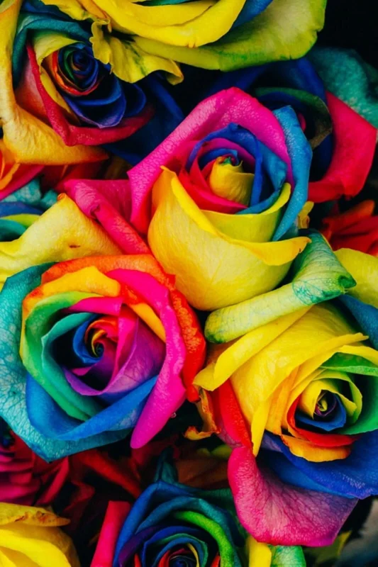 50 Rainbow Rose Flower Seeds - Multi-Color Perennial Plant for Home Garden - Image 4