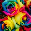 50 Rainbow Rose Flower Seeds - Multi-Color Perennial Plant for Home Garden - Image 1
