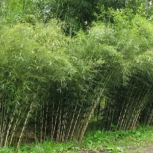 50 Umbrella Bamboo Seeds - Clumping Privacy Screen for Garden & Shade - Image 1