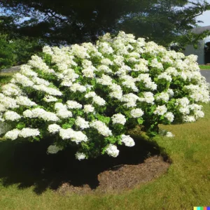 50 White Hydrangea Seeds - Hydrangea quercifolia Bush & Shrub Seeds Outdoor - Image 2