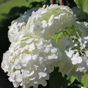 50 White Hydrangea Seeds - Hydrangea quercifolia Bush & Shrub Seeds Outdoor - Image 3
