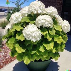 50 White Hydrangea Seeds - Hydrangea quercifolia Bush & Shrub Seeds Outdoor - Image 4