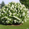 50 White Hydrangea Seeds - Hydrangea quercifolia Bush & Shrub Seeds Outdoor - Image 1