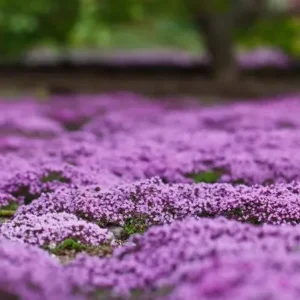 50,000 Creeping Thyme Seeds - Thymus Serpyllum Perennial Ground Cover - Image 2