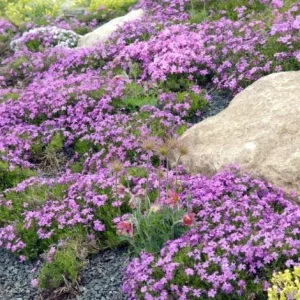 50,000 Creeping Thyme Seeds - Thymus Serpyllum Perennial Ground Cover - Image 3