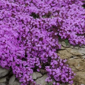 50,000 Creeping Thyme Seeds - Thymus Serpyllum Perennial Ground Cover - Image 5