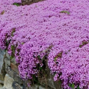 50,000 Creeping Thyme Seeds - Thymus Serpyllum Perennial Ground Cover - Image 1