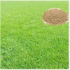 50,000 Zoysia Emerald Grass Seeds - Warm Season Lawn Grass - Image 1
