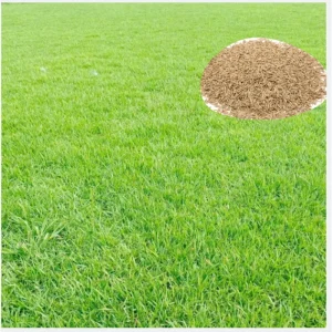 50,000 Zoysia Emerald Grass Seeds - Warm Season Lawn Grass - Image 1
