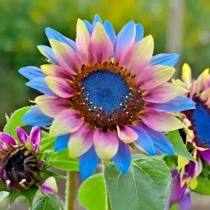 50pcs Rare Twin-Blossom Blue Over Pink Sunflower Seeds - Unique Heirloom Variety Annual - Image 2